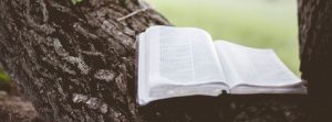 Bible on tree